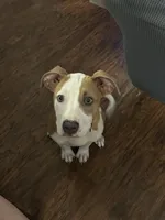 Halo, a female Bernese Mountain Dog and Labrador Retriever for sale in Edwardsburg, MI – Photo 1 of 6