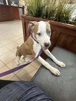 Halo, a female Bernese Mountain Dog and Labrador Retriever for sale in Edwardsburg, MI – Photo 5 of 6