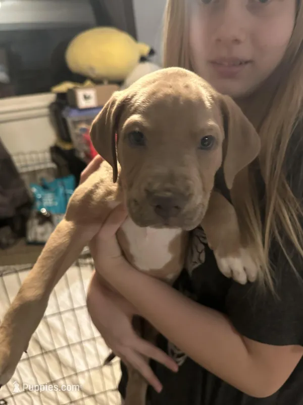 Orange , a male Bernese Mountain Dog and Labrador Retriever for sale in Edwardsburg, MI – Photo 1 of 1