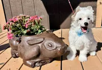 Seal, a male Chinese Crested for sale in Lake Helen, FL – Photo 4 of 5