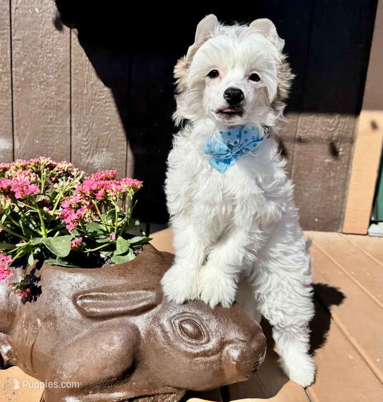Seal, a male Chinese Crested for sale in Lake Helen, FL – Photo 1 of 5