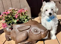 Seal, a male Chinese Crested for sale in Lake Helen, FL – Photo 5 of 5