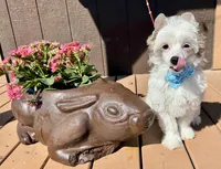 Seal, a male Chinese Crested for sale in Lake Helen, FL – Photo 3 of 5