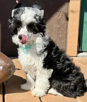 Squid, a male Chinese Crested for sale in Lake Helen, FL – Photo 2 of 3