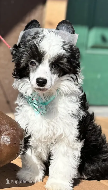Squid, a male Chinese Crested for sale in Lake Helen, FL – Photo 1 of 3