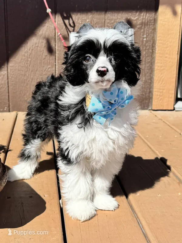 Shrimp , a male Chinese Crested for sale in Lake Helen, FL – Photo 1 of 4