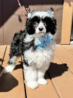 Shrimp , a male Chinese Crested for sale in Lake Helen, FL – Photo 1 of 4