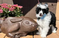 Shrimp , a male Chinese Crested for sale in Lake Helen, FL – Photo 4 of 4