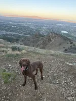 Bluey, a male Pudelpointer for sale in Layton, UT – 5 of 6