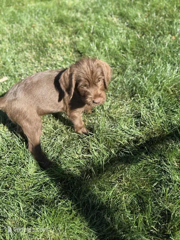 Bluey – Pudelpointer puppy for sale in Layton, UT