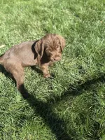 Bluey, a male Pudelpointer for sale in Layton, UT – 1 of 6