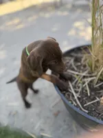 Lucy, a female Pudelpointer for sale in Layton, UT – 2 of 7