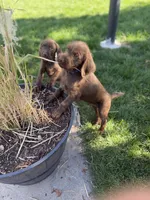 Bluey, a male Pudelpointer for sale in Layton, UT – 2 of 6