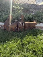 Toby, a male Pudelpointer for sale in Layton, UT – 3 of 6