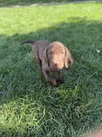 Buster, a male Pudelpointer for sale in Layton, UT – 1 of 6