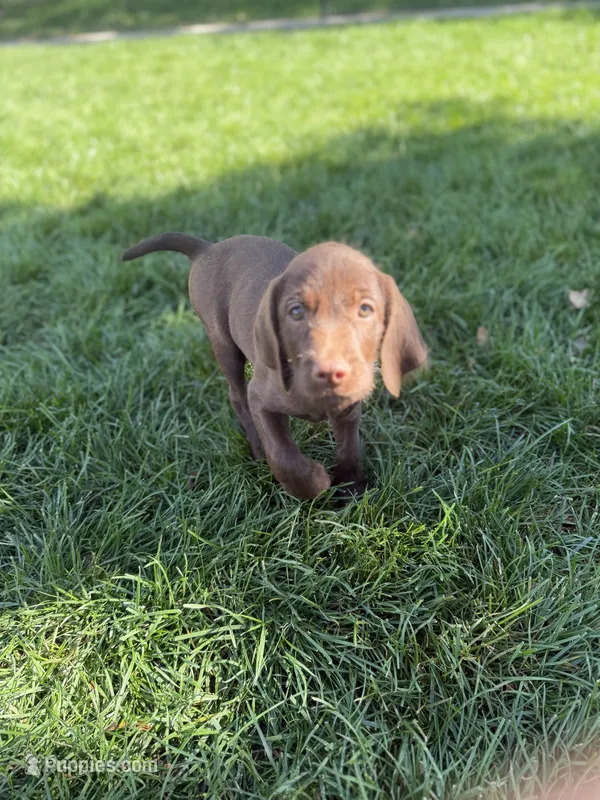 Toby – Pudelpointer puppy for sale in Layton, UT
