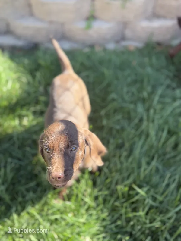 Lucy – Pudelpointer puppy for sale in Layton, UT