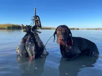 Buster, a male Pudelpointer for sale in Layton, UT – 5 of 6