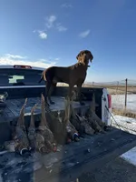 Lucy, a female Pudelpointer for sale in Layton, UT – 7 of 7