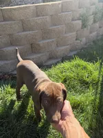 Lucy, a female Pudelpointer for sale in Layton, UT – 3 of 7