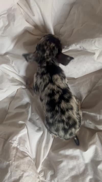 Girlie blue Merle , a female Chihuahua for sale in Reading, PA – 4 of 5