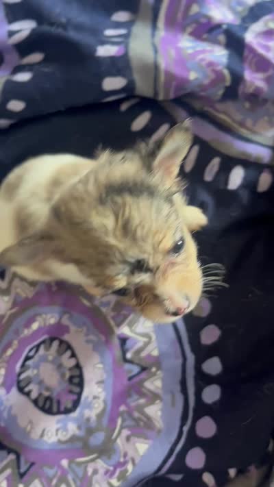 Aura , a female Chihuahua for sale in Reading, PA – 5 of 7