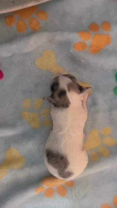 Teacup boy , a male Chihuahua for sale in Reading, PA – 5 of 5