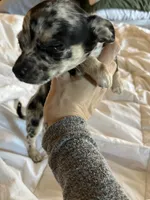 Girlie blue Merle , a female Chihuahua for sale in Reading, PA – 2 of 5