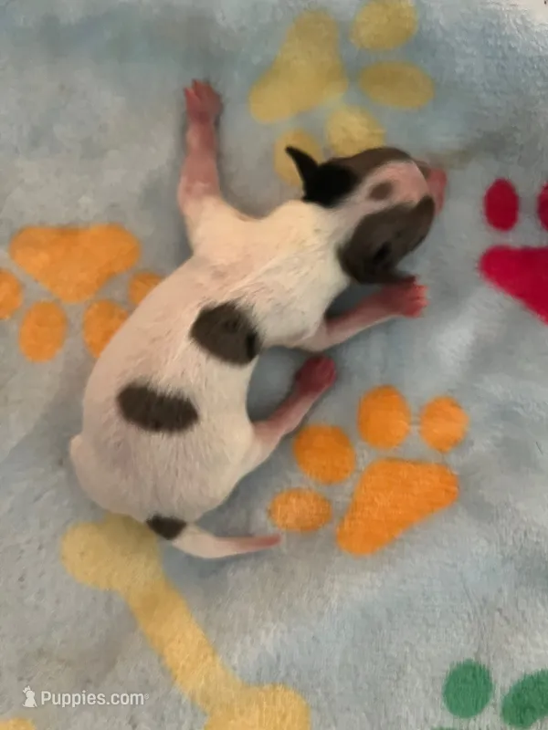 Boy 2 – Chihuahua puppy for sale in Reading, PA
