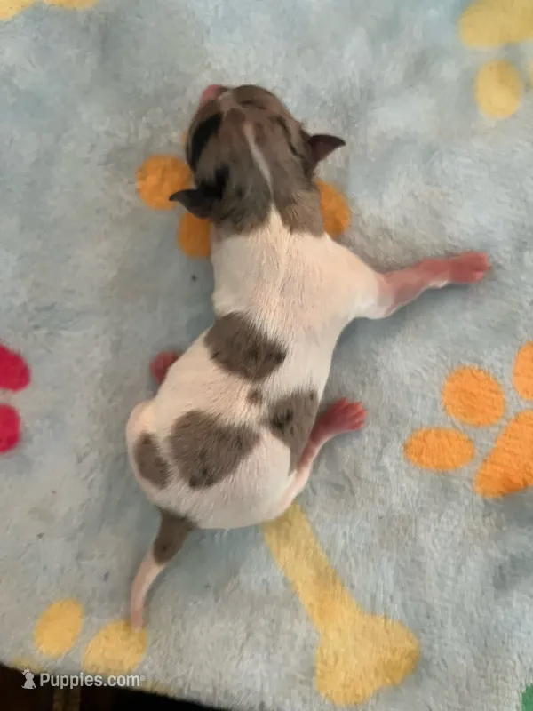 Girl 1  – Chihuahua puppy for sale in Reading, PA