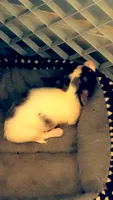 George, a male Chihuahua for sale in Reading, PA – 4 of 10