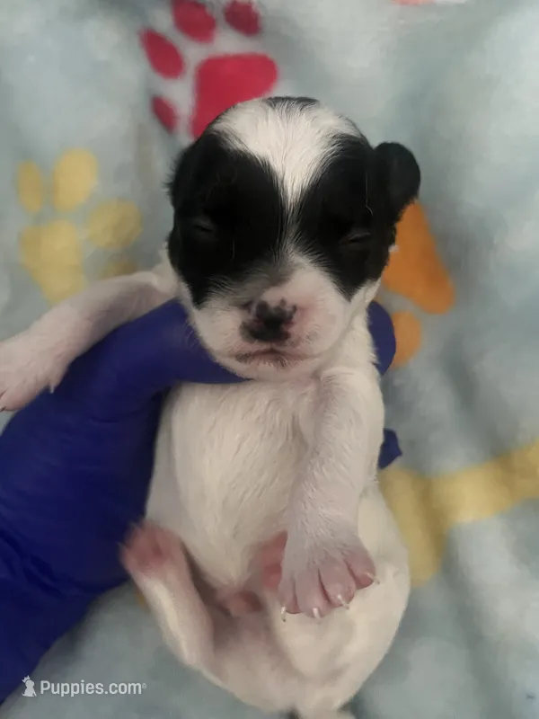 Boy 1  – Chihuahua puppy for sale in Reading, PA