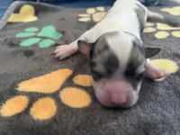 Boy 3 SUPER SMALL! , a male Chihuahua for sale in Reading, PA – 2 of 3