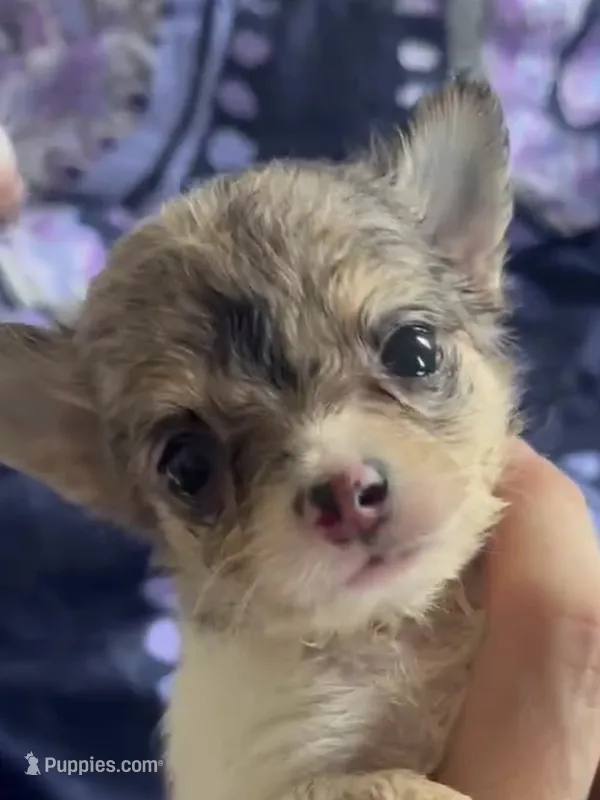 Aura , a female Chihuahua for sale in Reading, PA – 1 of 7