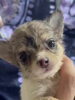 Aura , a female Chihuahua for sale in Reading, PA – 1 of 7