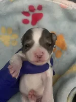 Izzy , a male Chihuahua for sale in Reading, PA – 4 of 6