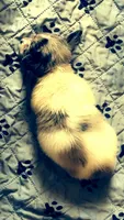 Aura , a female Chihuahua for sale in Reading, PA – 4 of 7