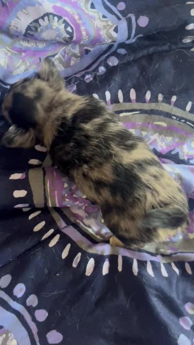 Orion , a male Chihuahua for sale in Reading, PA – 7 of 7
