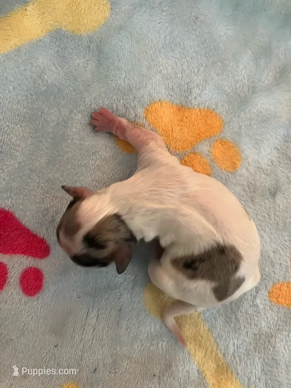 Boy 3  – Chihuahua puppy for sale in Reading, PA