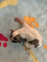 Boy 3 , a male Chihuahua for sale in Reading, PA – 1 of 2