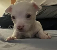 Spot , a male Chihuahua for sale in Reading, PA – Photo 1 of 7