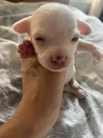 Spot , a male Chihuahua for sale in Reading, PA – Photo 3 of 7