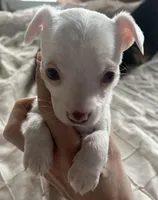 Teacup Spot , a male Chihuahua for sale in Reading, PA – Photo 1 of 9