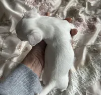 Teacup Spot , a male Chihuahua for sale in Reading, PA – Photo 2 of 9