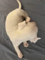 Spot , a male Chihuahua for sale in Reading, PA – Photo 2 of 7