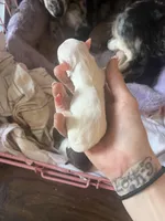 Spot , a male Chihuahua for sale in Reading, PA – Photo 5 of 7