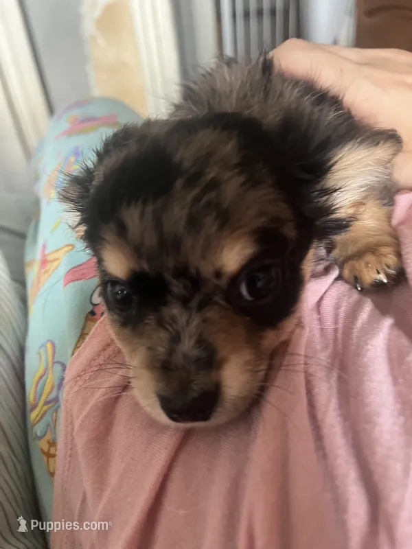 Orion  – Chihuahua puppy for sale in Reading, PA