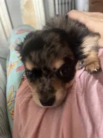 Orion , a male Chihuahua for sale in Reading, PA – 2 of 7