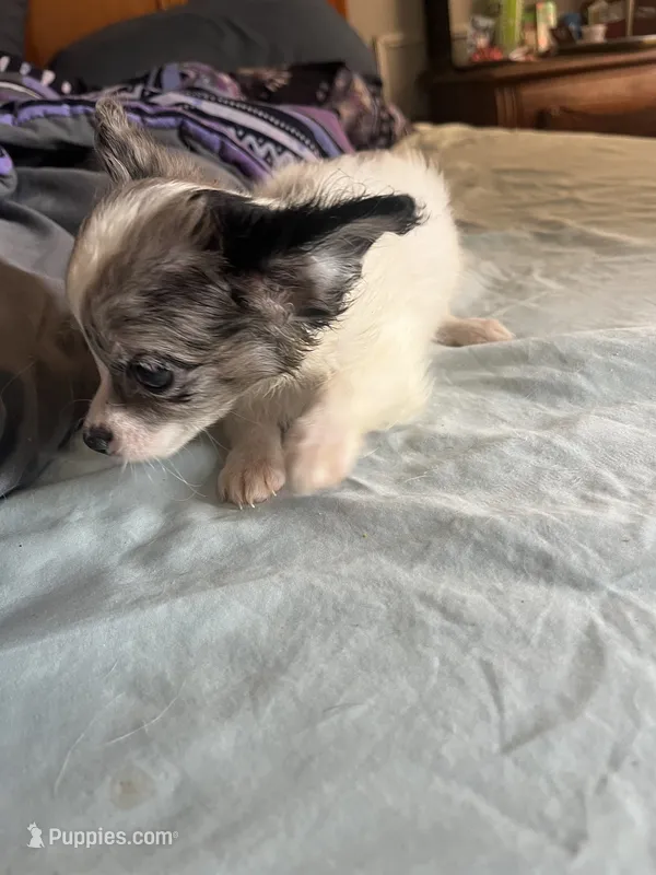 Izzy  – Chihuahua puppy for sale in Reading, PA
