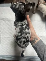 Girlie blue Merle , a female Chihuahua for sale in Reading, PA – 3 of 5